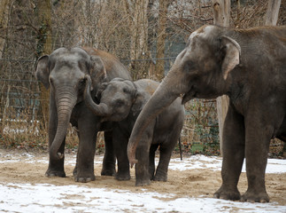 The three members of an elephant family © Uzfoto