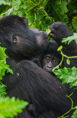 A female mountain gorilla with a baby. Uganda. Bwindi Impenetrable Forest National Park. An excellent illustration.
