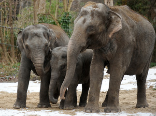 Fototapeta na wymiar The three members of an elephant family