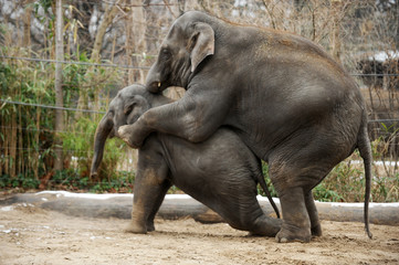 The three members of an elephant family © Uzfoto