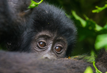 A female mountain gorilla with a baby. Uganda. Bwindi Impenetrable Forest National Park. An excellent illustration.