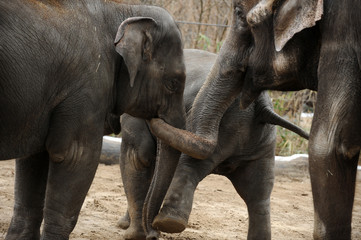 Fototapeta premium The three members of an elephant family