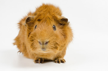 Meerschweinchen-Portrait roter Kurzhaarperuaner (jung)