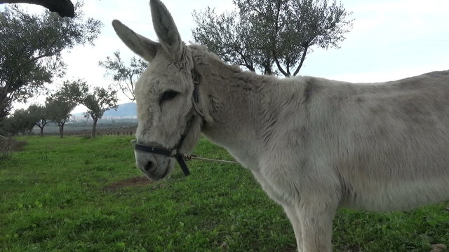 A white donkey in the field.