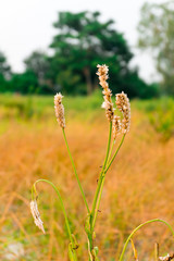 flower grass background cornfield