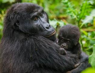 A female mountain gorilla with a baby. Uganda. Bwindi Impenetrable Forest National Park. An excellent illustration.
