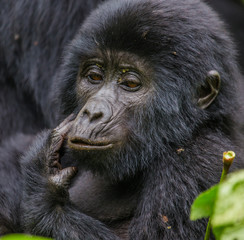 Portrait of a mountain gorilla. Uganda. Bwindi Impenetrable Forest National Park. An excellent illustration.