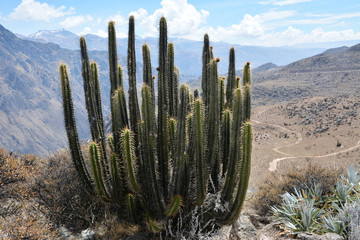 Cactuses in Colca Canyon near Chivay, Peru. - 98517802