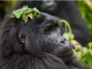 Portrait of a mountain gorilla. Uganda. Bwindi Impenetrable Forest National Park. An excellent illustration.