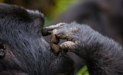 Obraz premium A foot of mountain gorillas. Close-up. Uganda. Bwindi Impenetrable Forest National Park. An excellent illustration.