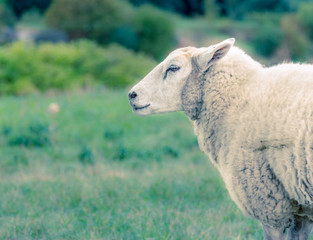 Sheep in a park 