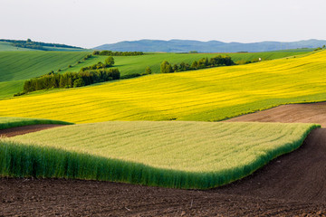 Rapeseed fields © denisveselyxx