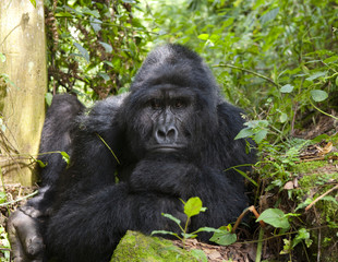 Portrait of a mountain gorilla. Uganda. Bwindi Impenetrable Forest National Park. An excellent illustration.