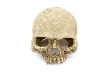 primate skull isolate background