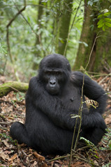Mountain gorillas in the rainforest. Uganda. Bwindi Impenetrable Forest National Park. An excellent illustration.