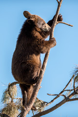Young Bear