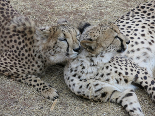 Cheetahs in love