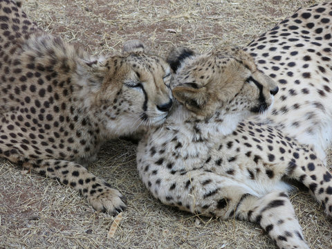 Cheetahs in love