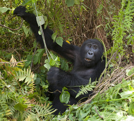 Mountain gorillas in the rainforest. Uganda. Bwindi Impenetrable Forest National Park. An excellent illustration.