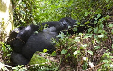 Fototapeta premium Mountain gorillas in the rainforest. Uganda. Bwindi Impenetrable Forest National Park. An excellent illustration.