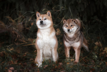 two shiba-inu dog in park