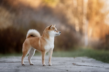 Dog breed red Japanese Shiba walking in park - obrazy, fototapety, plakaty