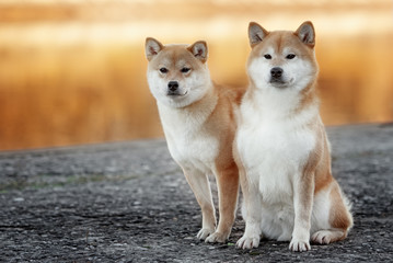 Naklejka na ściany i meble two shiba-inu dog in park