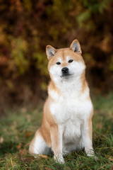 Naklejka na ściany i meble Dog breed red Japanese Shiba walking in park