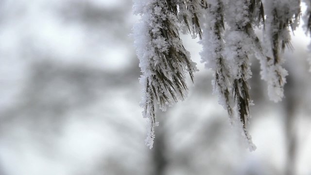 холодная зима