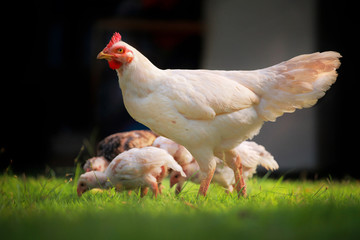 White hen and chickens in nature , free range, antibiotic and hormone free farming.
