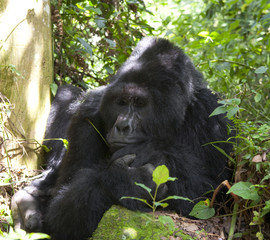 Portrait of a mountain gorilla. Uganda. Bwindi Impenetrable Forest National Park. An excellent illustration.