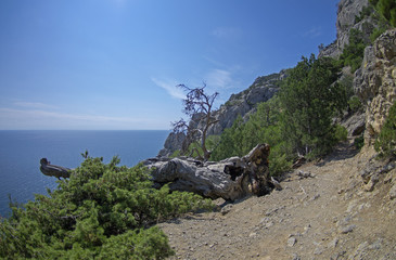 Fallen dried relic pine. Crimea