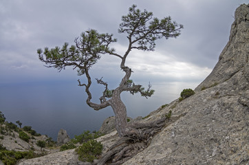 Fototapeta na wymiar Pine on a rock against the gray sky. Crimea.