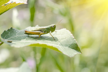 Grasshopper on a leaf