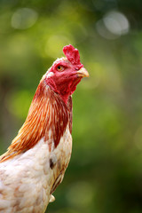 A fighting cock,the traditional type of Asian.