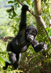 A baby mountain gorilla in a tree. Uganda. Bwindi Impenetrable Forest National Park. An excellent illustration.