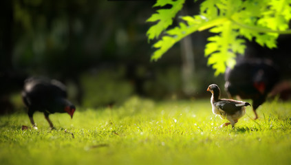 Chicken in nature , free range, antibiotic and hormone free farming.