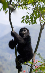 A baby mountain gorilla in a tree. Uganda. Bwindi Impenetrable Forest National Park. An excellent illustration.