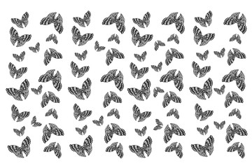 Fototapeta na wymiar pattern of butterflies