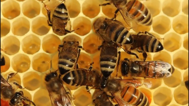 Bees convert nectar into honey. 