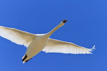 white swan