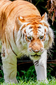 Close up of an older male Bengal tiger with a light colored coat.