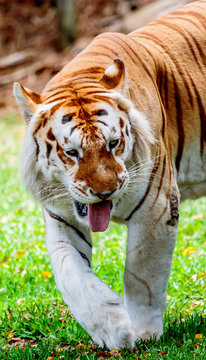 Close up of an older male Bengal tiger with a light colored coat.
