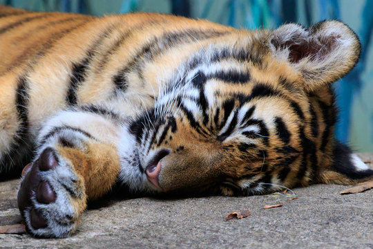 Close up of a baby Bengal tiger in captivity