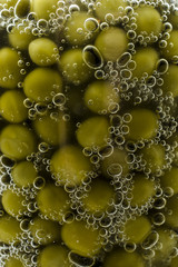 green pea