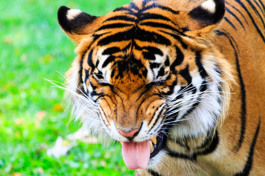 Close up of a female Sumatran tiger with a disgusted facial expression