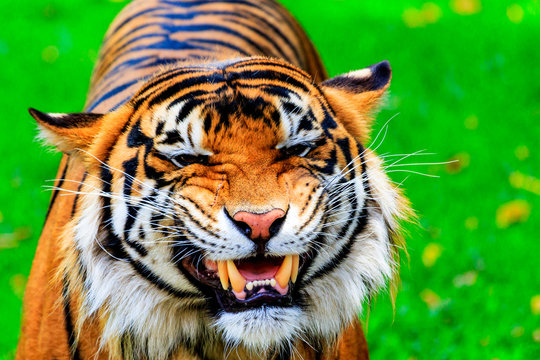 Close up of a female Sumatran tiger with a teeth baring grin