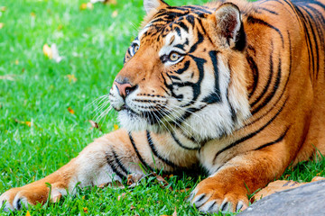 Close up of a female Sumatran tiger, about to leap up at her prey