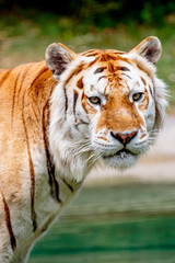 Close up of an older male Bengal tiger with a light colored coat.