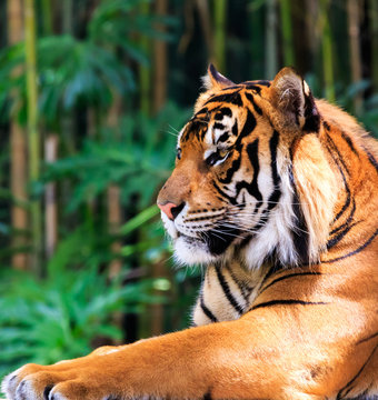 Close up of a female Sumatran tiger in a regal pose